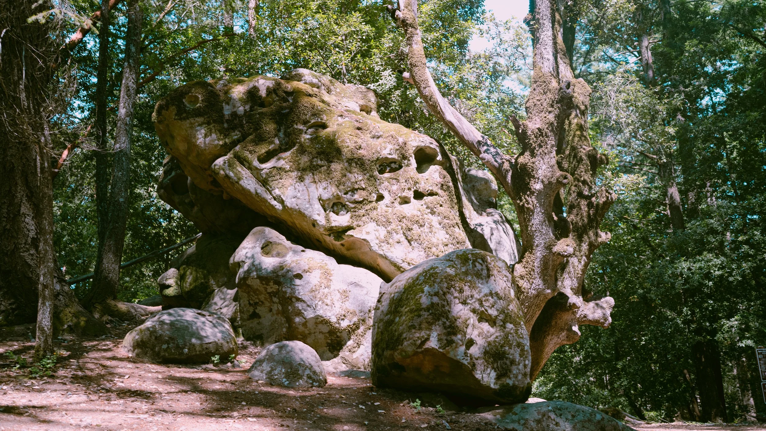 Forest -6.jpg