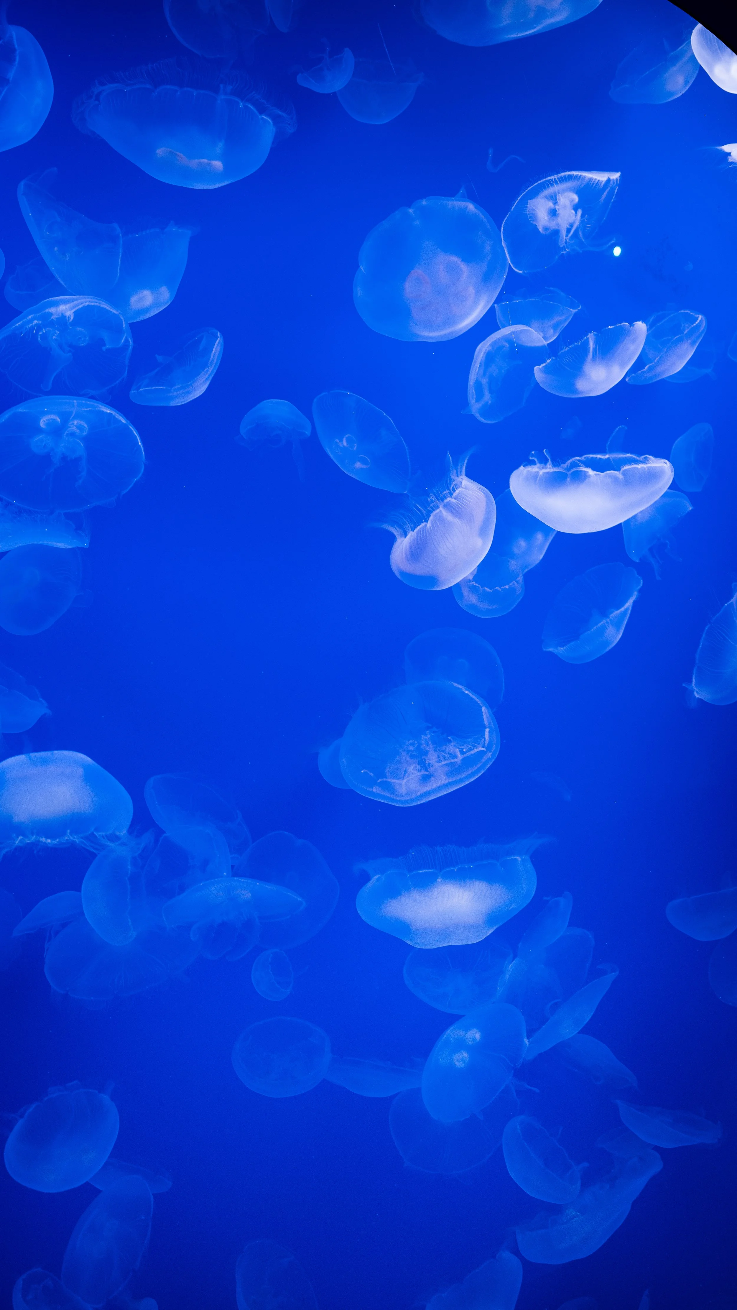 AQUARIUM OF THE PACIFIC