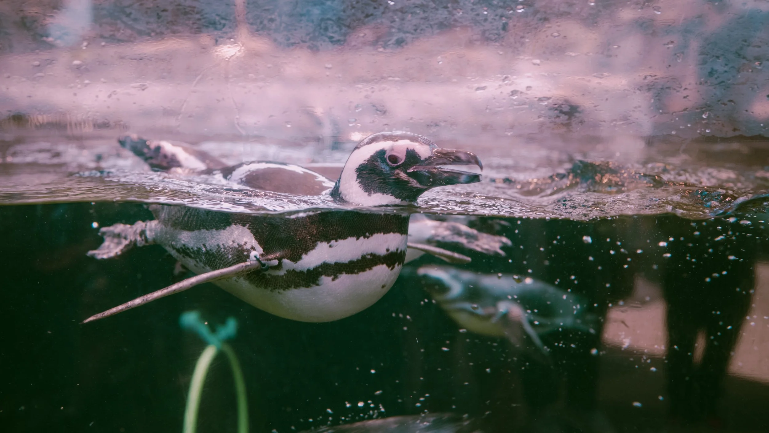 AQUARIUM OF THE PACIFIC
