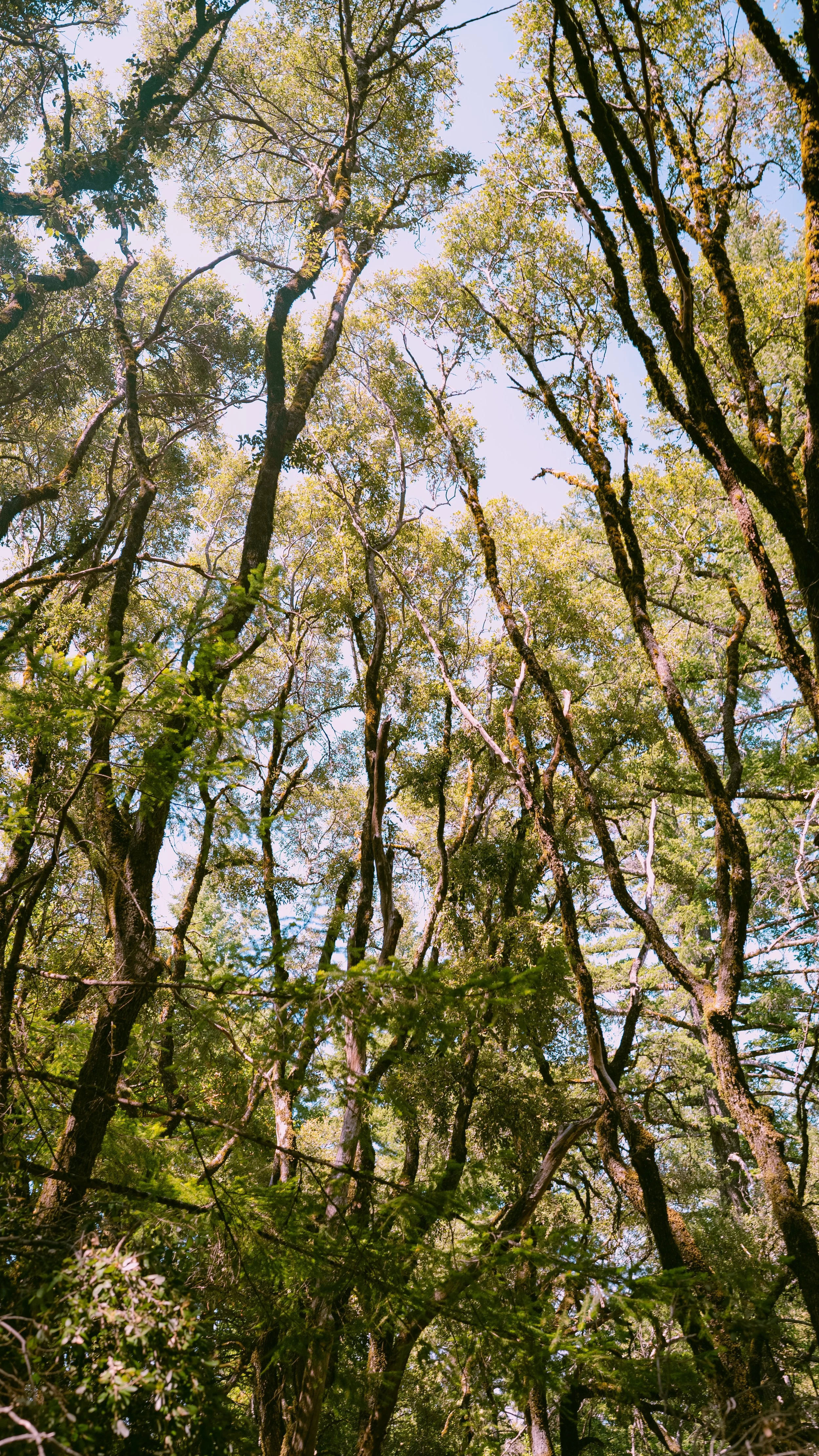 Forest -1.jpg