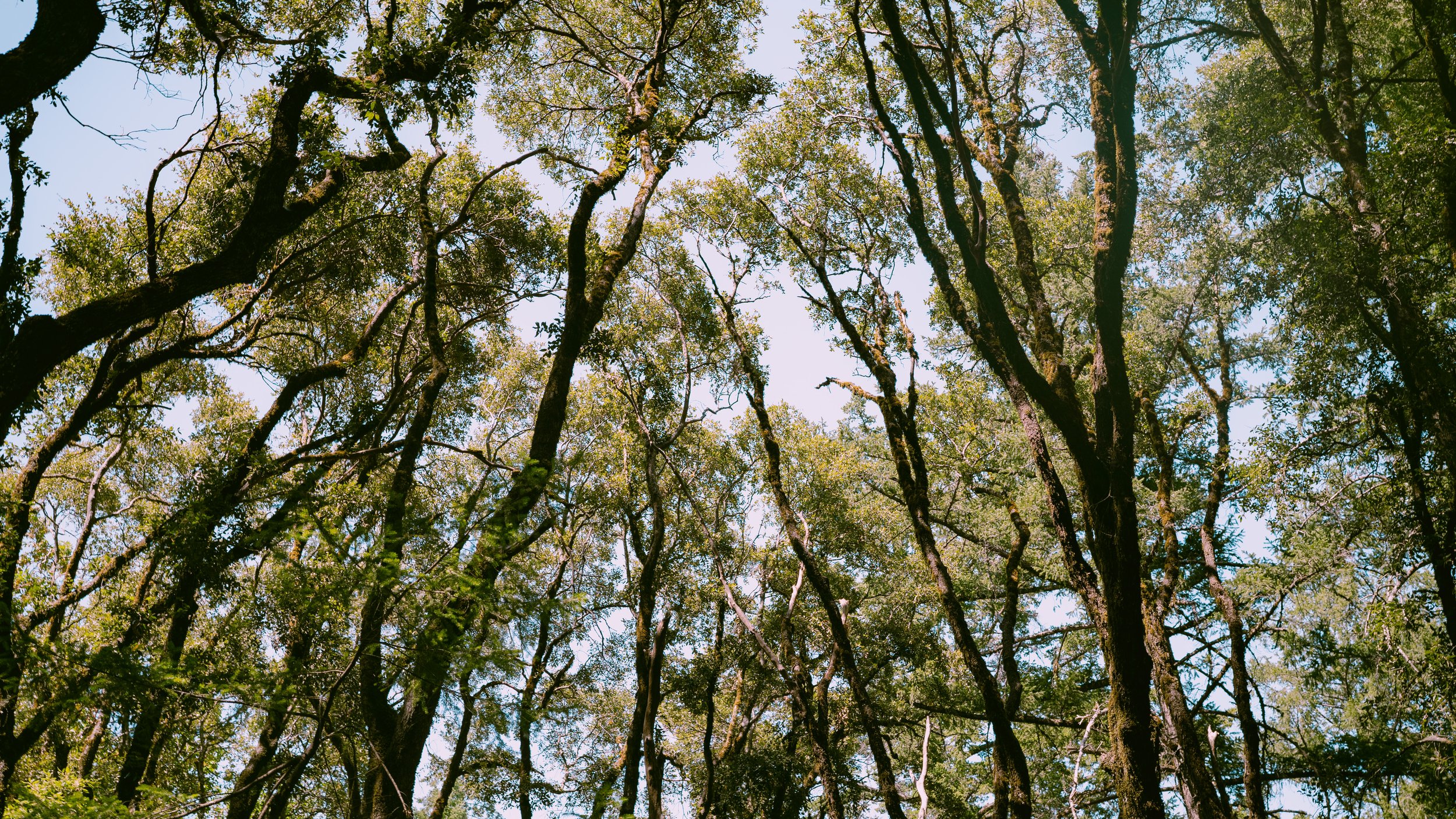 Forest -4.jpg