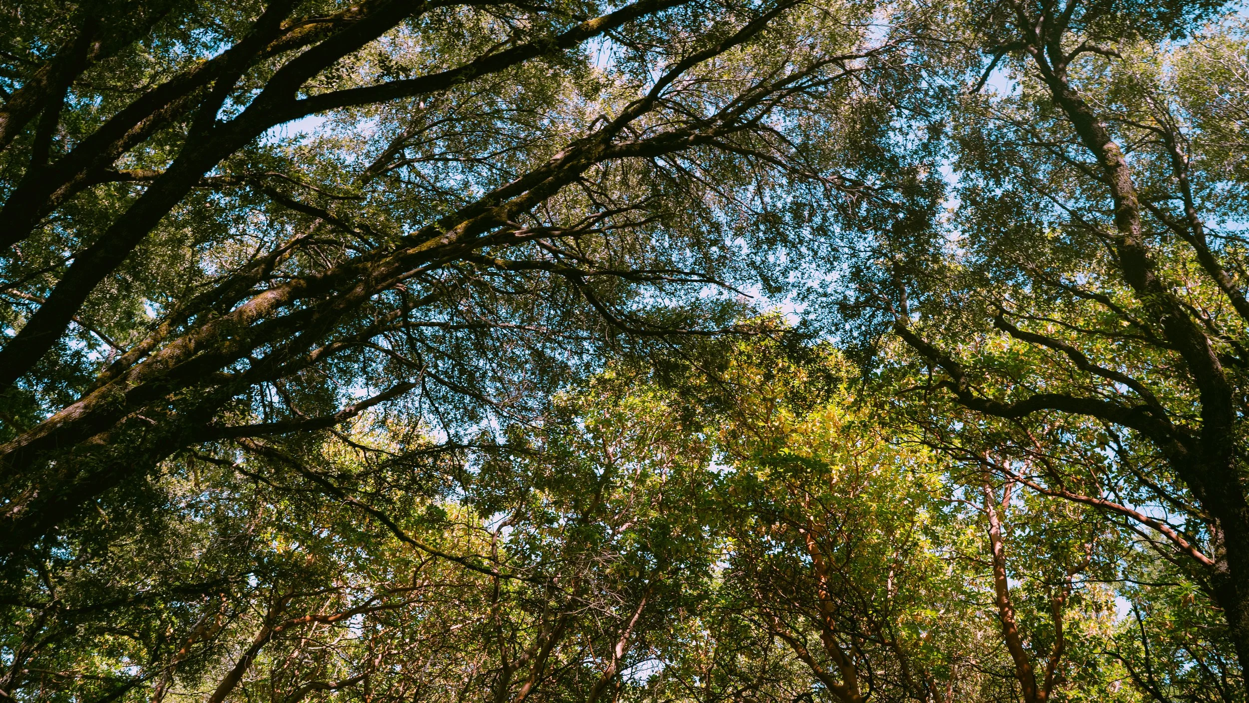 Forest -3.jpg