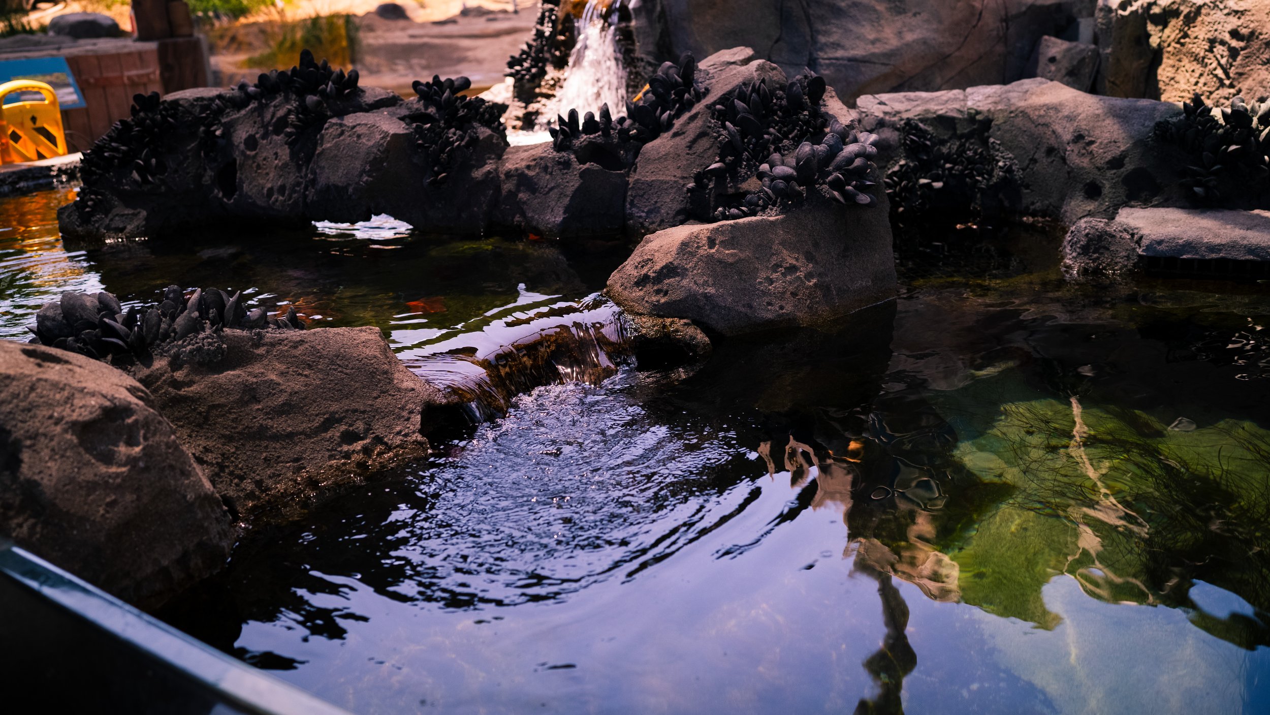 AQUARIUM OF THE PACIFIC