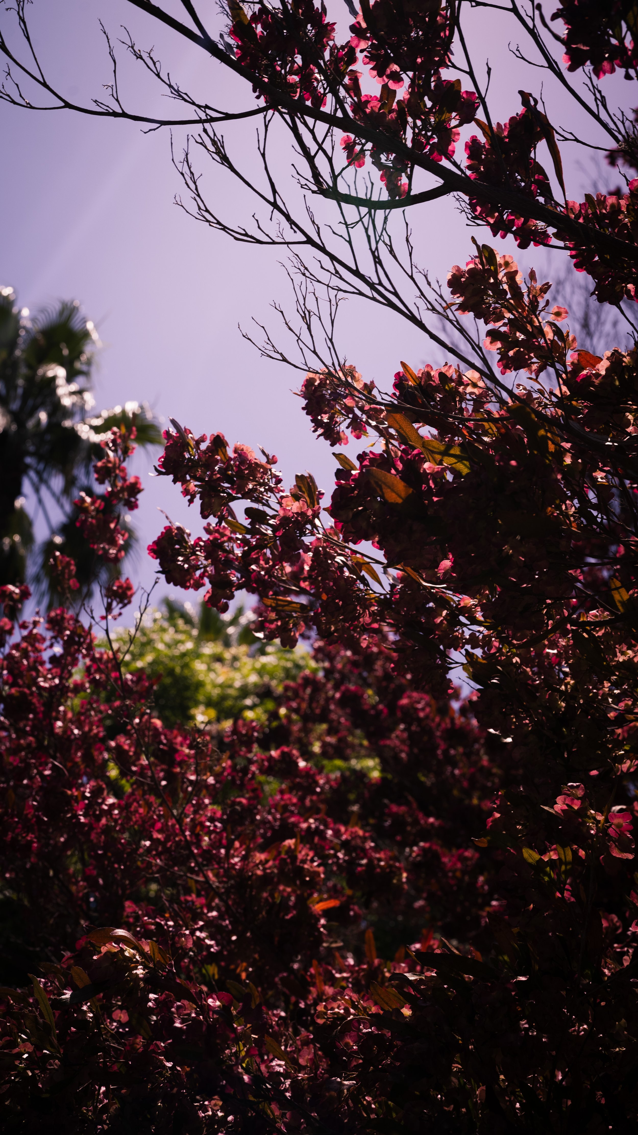 AQUARIUM OF THE PACIFIC