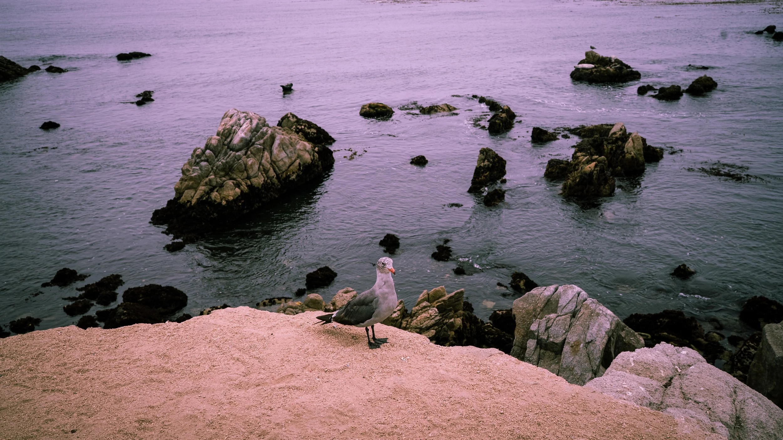 Monterey Beach-03.jpg