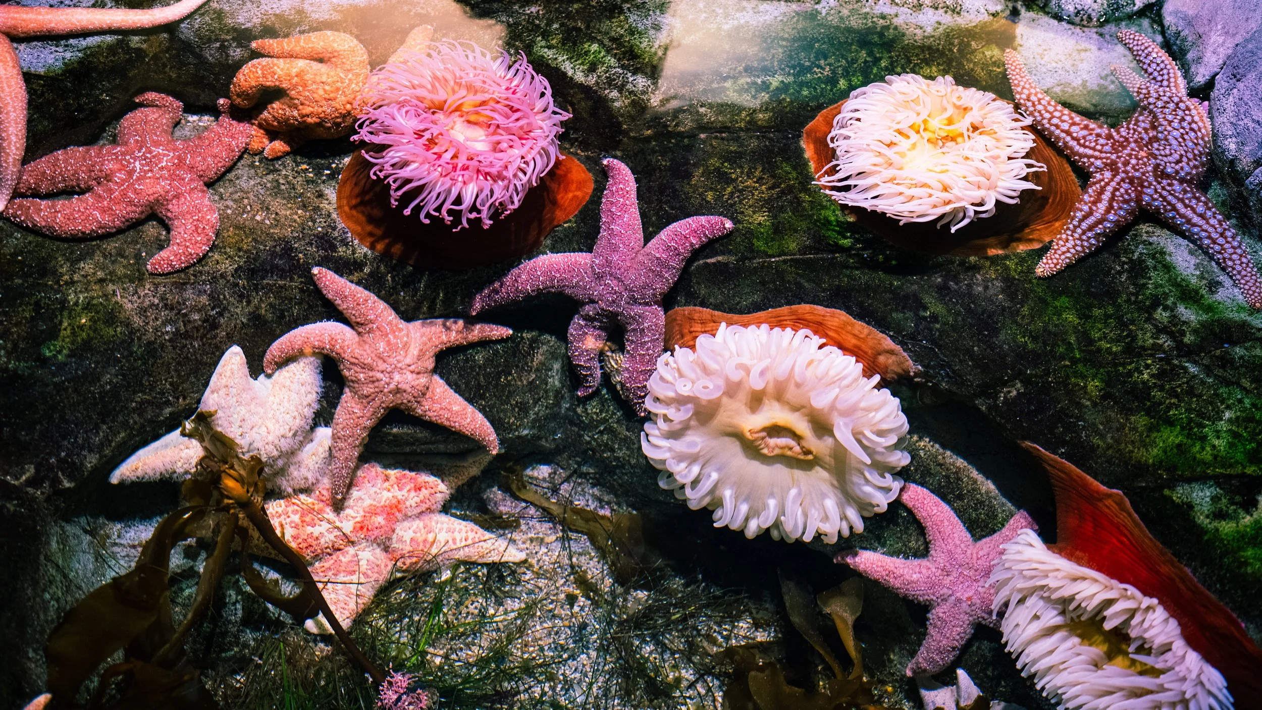 AQUARIUM OF THE PACIFIC