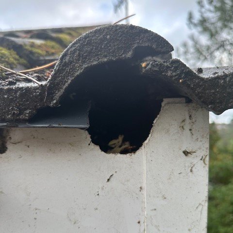 Close up showing damage caused by a squirrel eating the fascia board to gain access inside the roof 