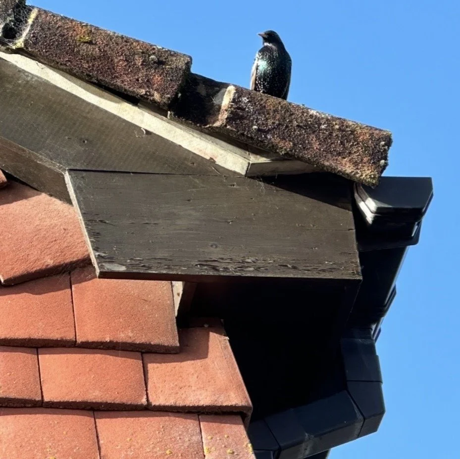 Image shows a bird nesting on a roof without a bird guard system