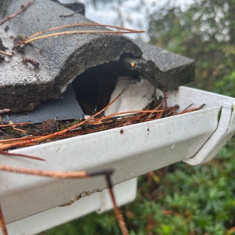 close up of fascias and guttering eaten by a squirrel to gain access inside the roof