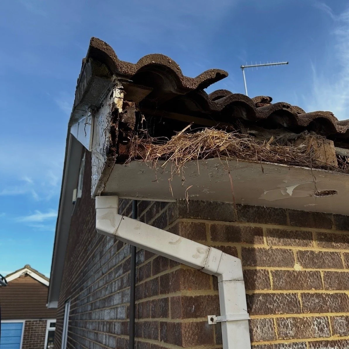 Image shows a roof damaged by bird nests