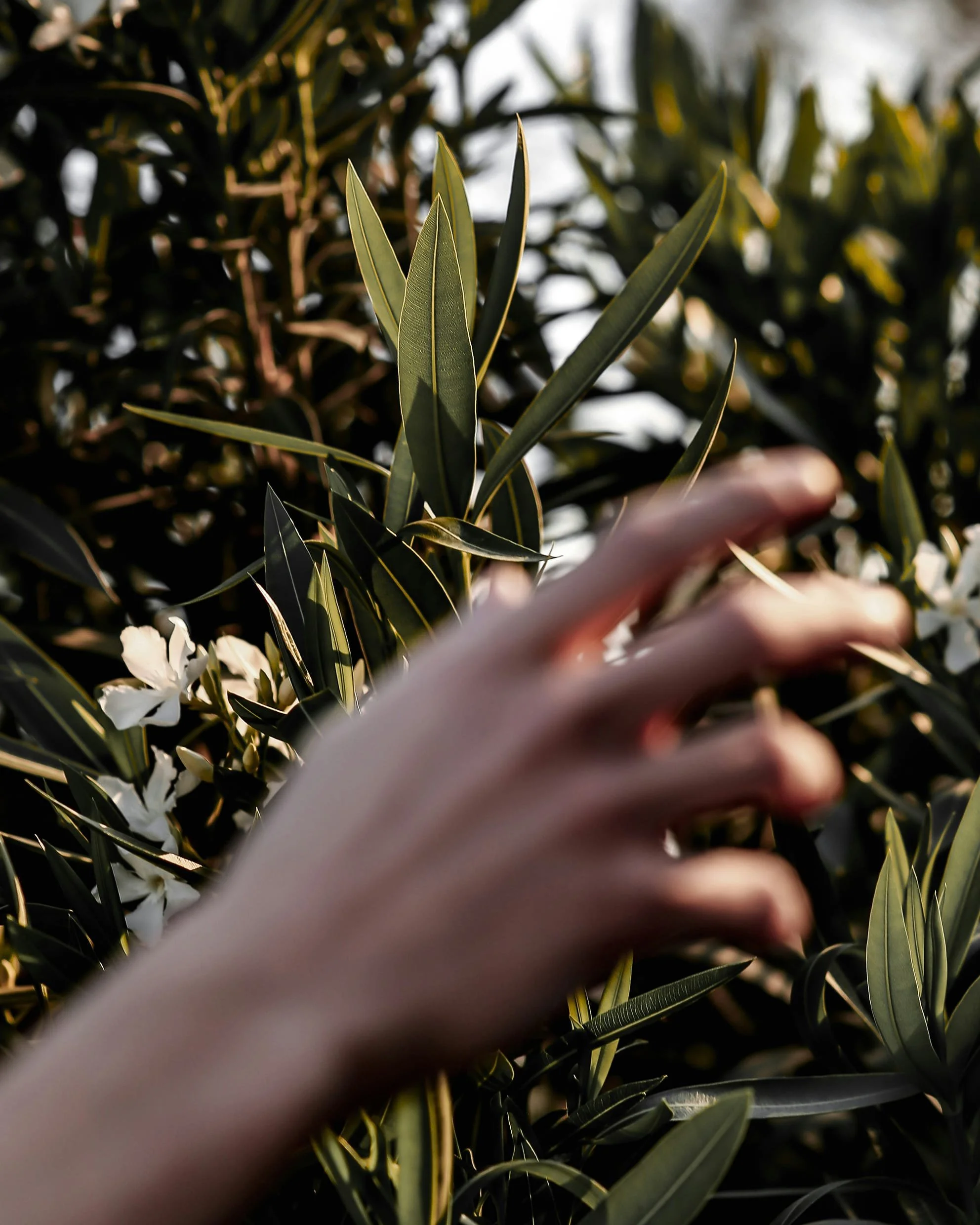 A hand reaching out among green and white variegated leaves of an olive tree.