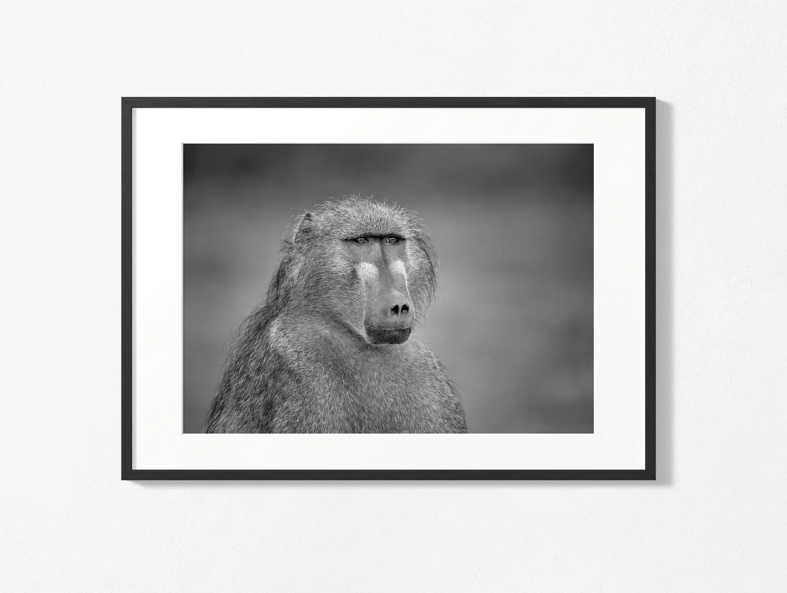 chacma-baboon009-1.jpg