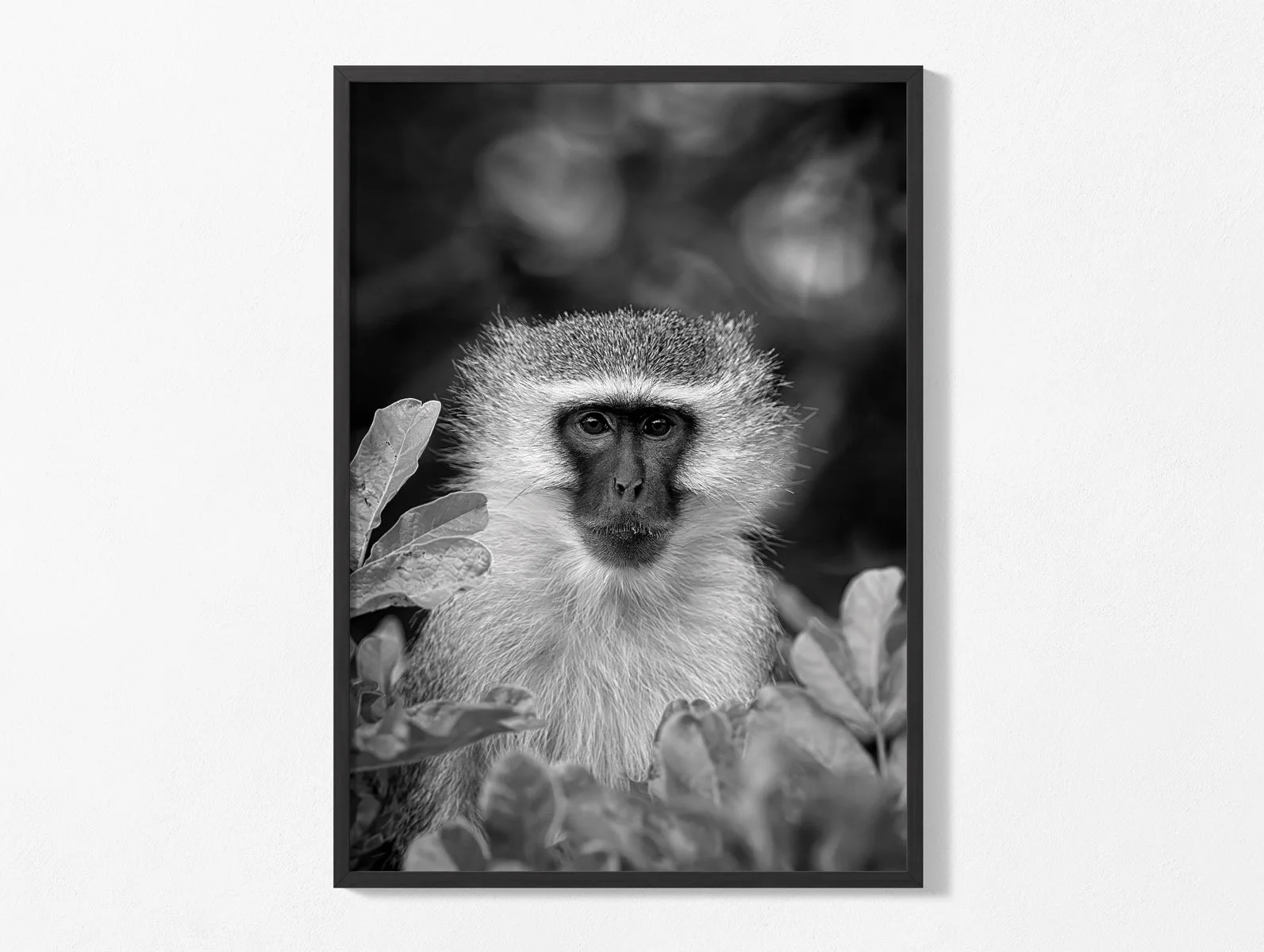 vervet-monkey009-2.jpg