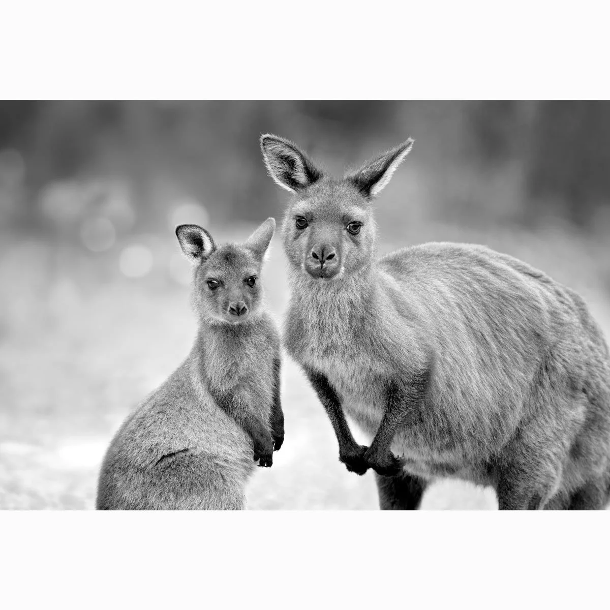 kangaroo-and-joey001-4.jpg
