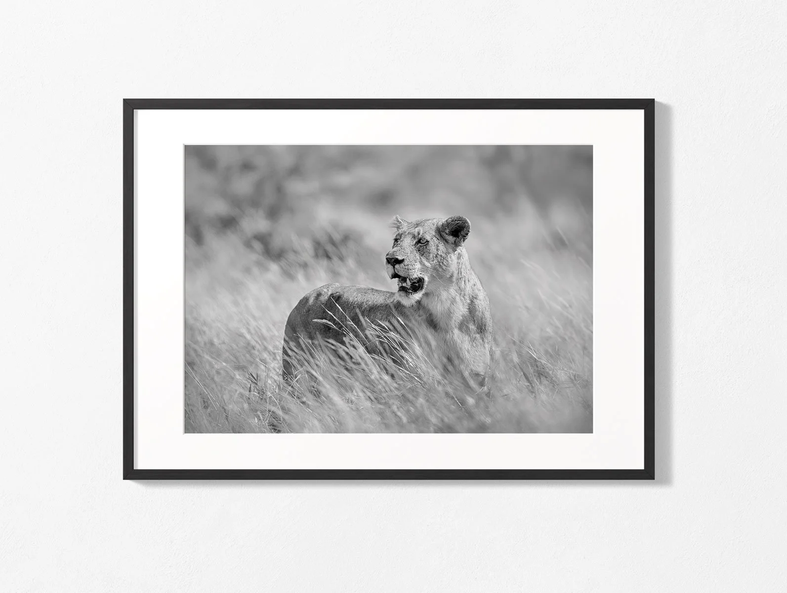 african-lion010-wall002.jpg