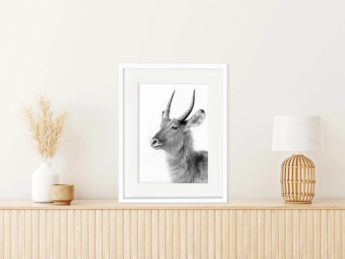 waterbuck-africa-on-white-wall001.jpg