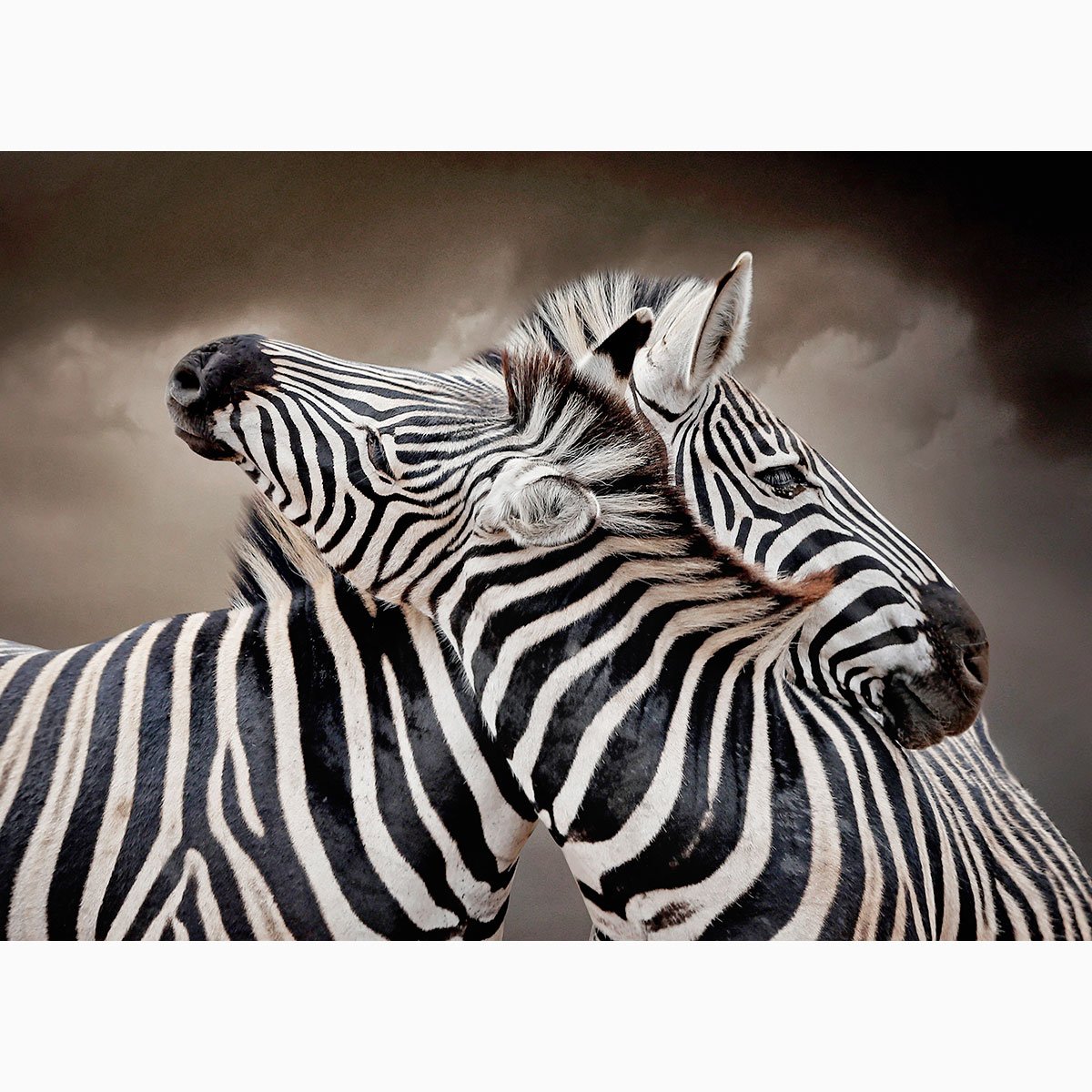 zebra-entwined-LEP001.jpg