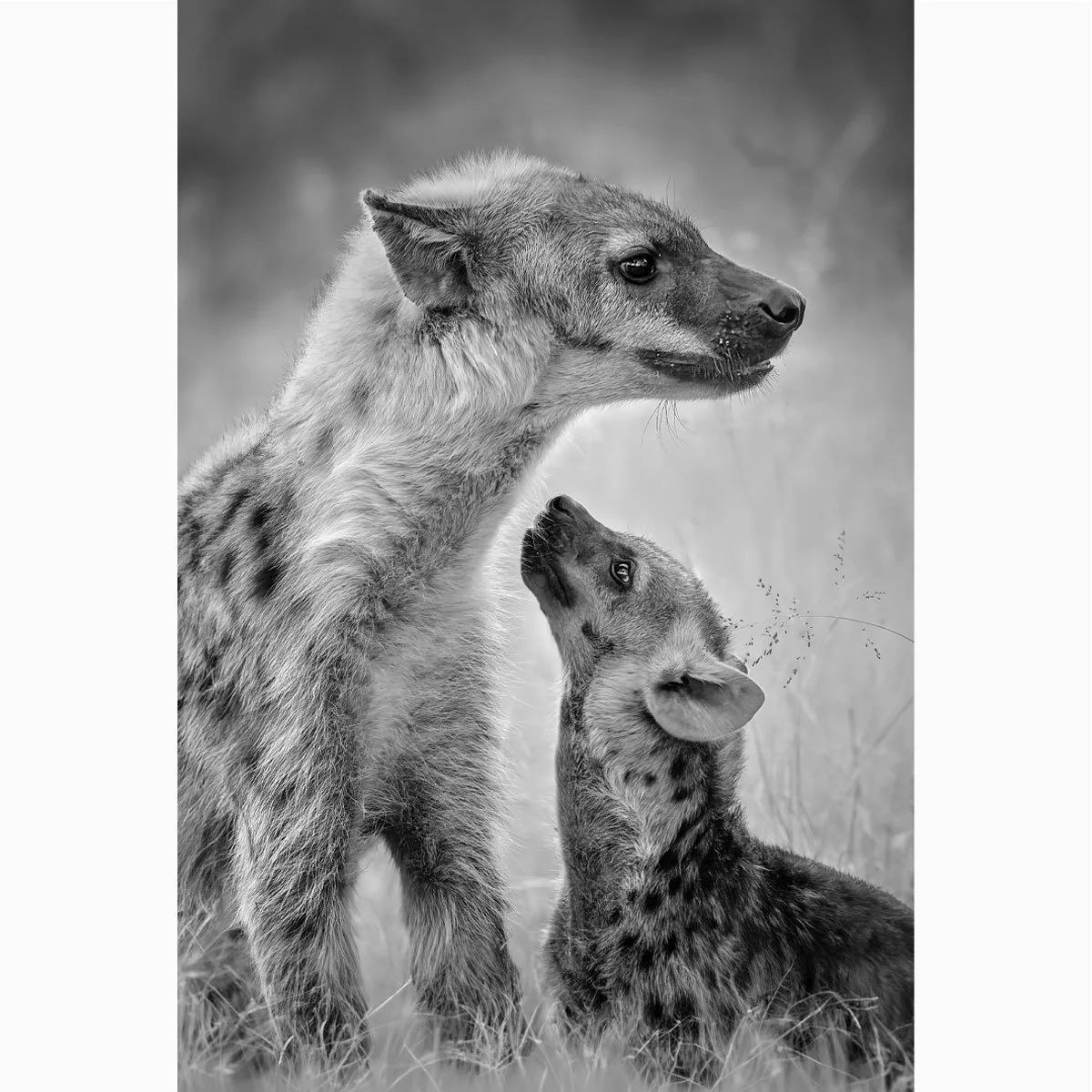 hyenas010-4.jpg