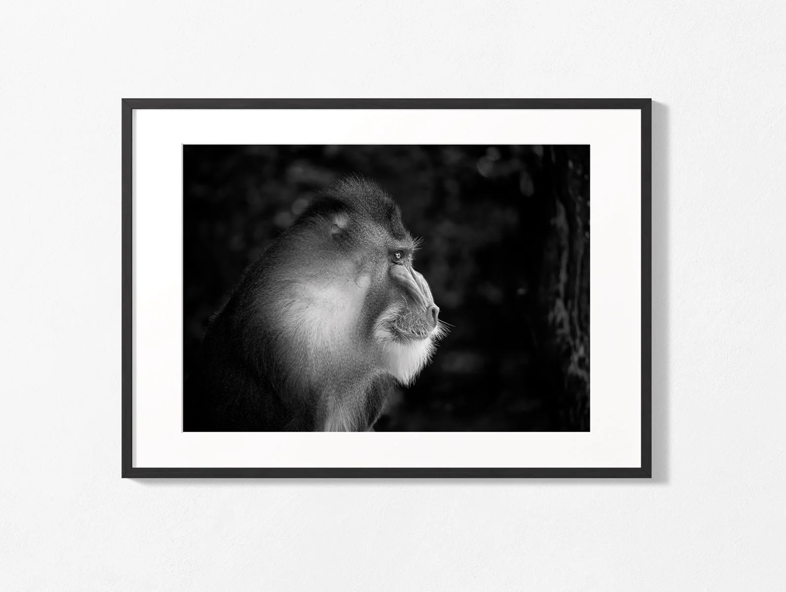 mandrill004bw002.jpg
