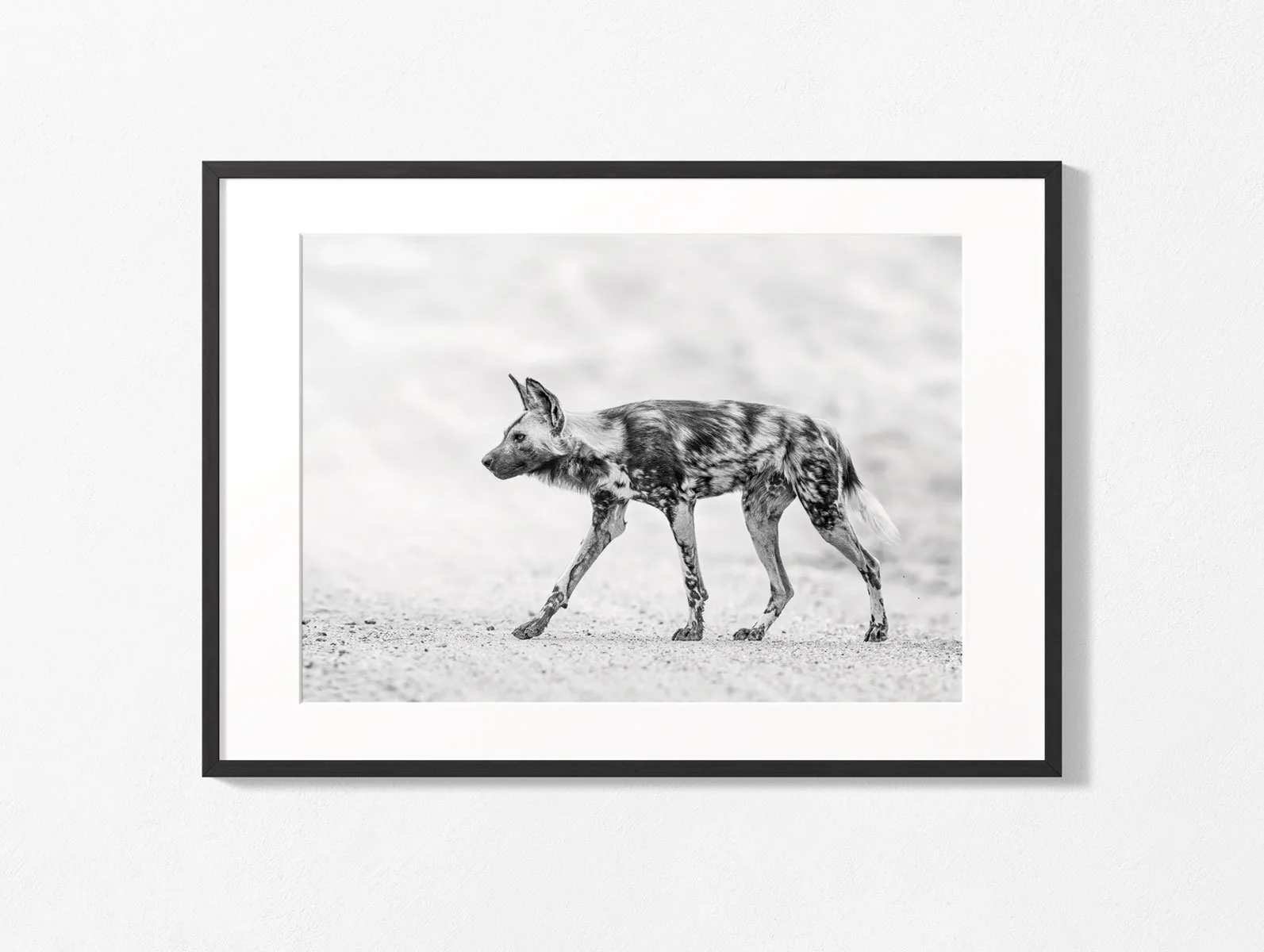 african-wild-dog010-006.jpg