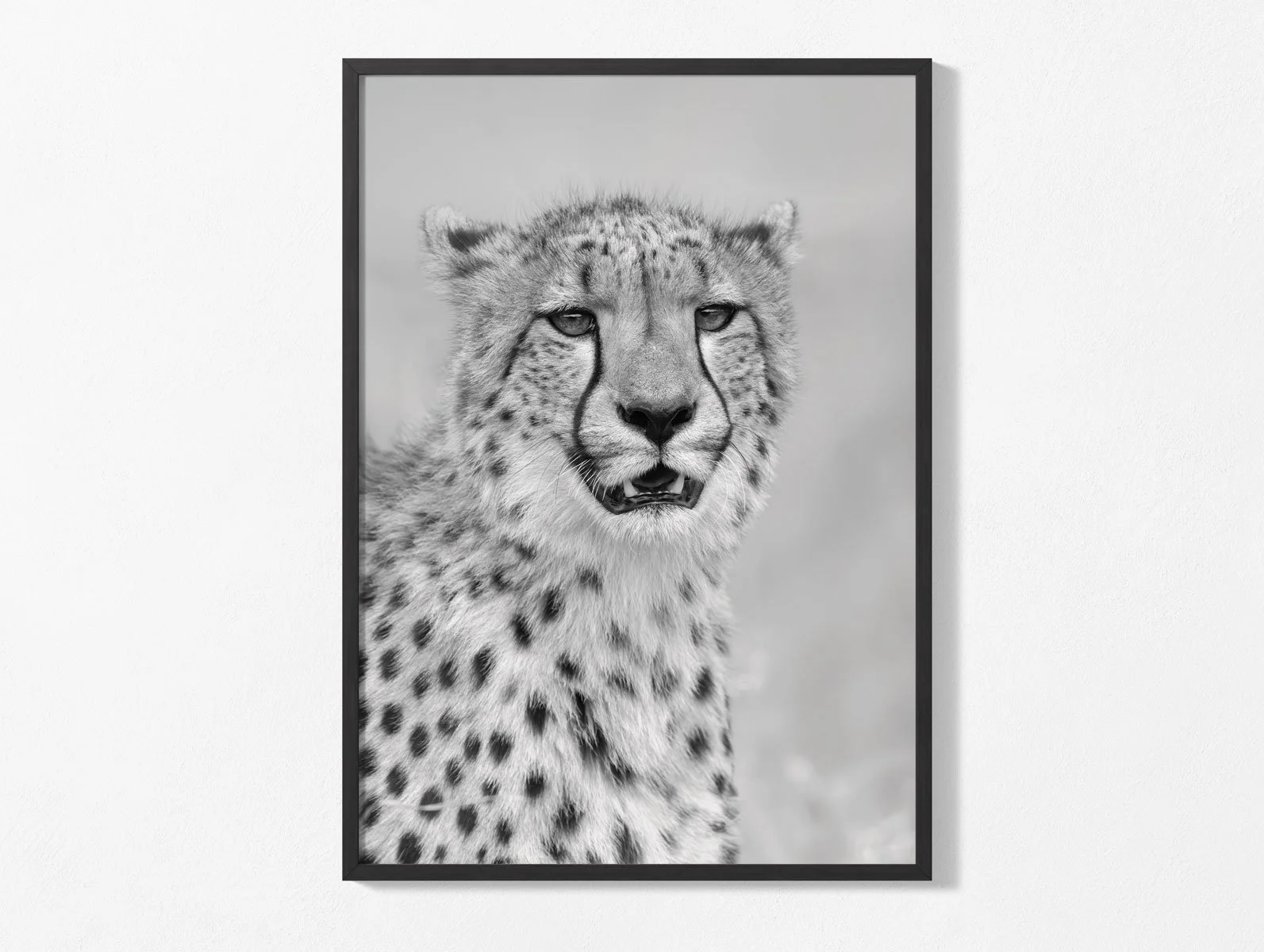 cheetah016-003.jpg