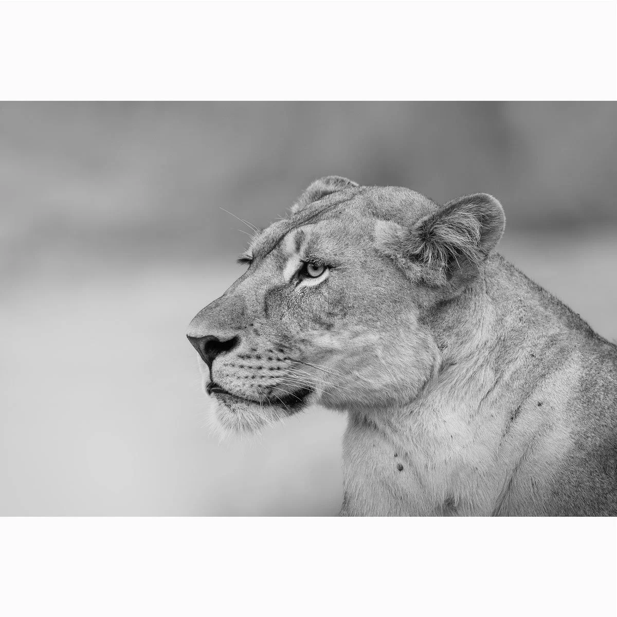 african-lionbw007-4.jpg