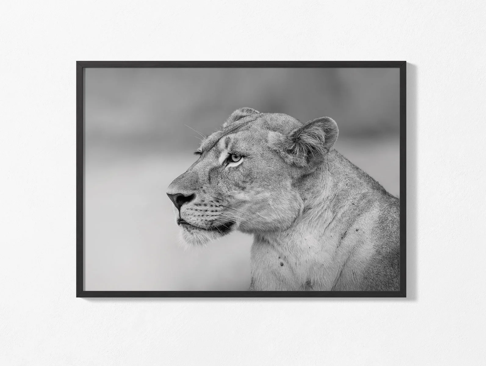 african-lionbw007-3.jpg