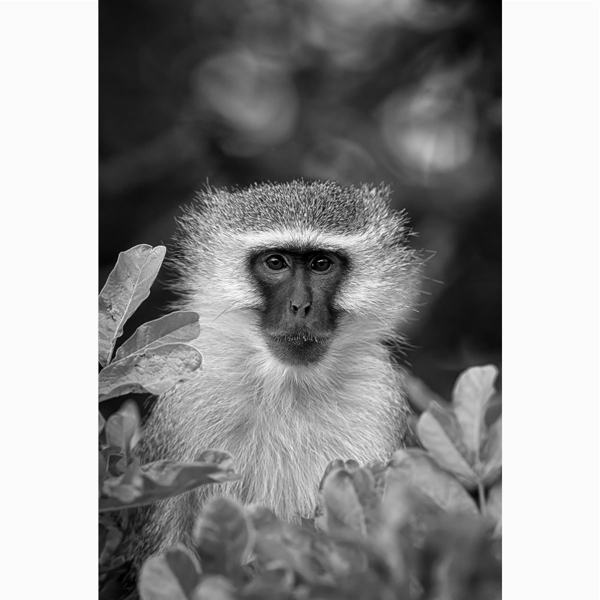 vervet-monkey009-4.jpg