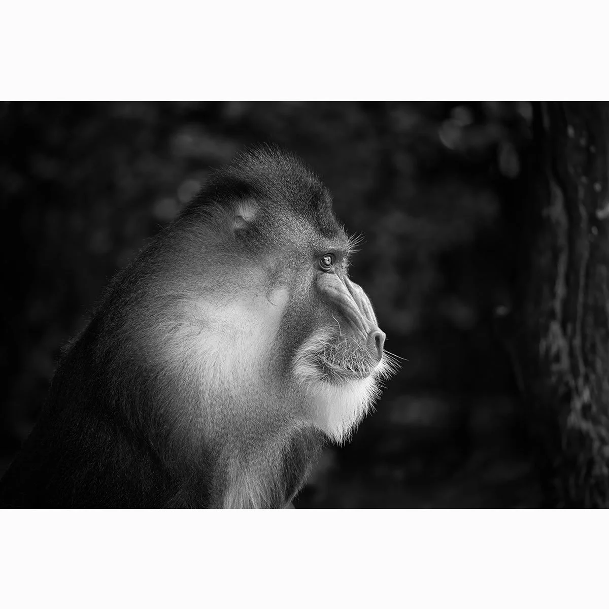 mandrill004bw004.jpg