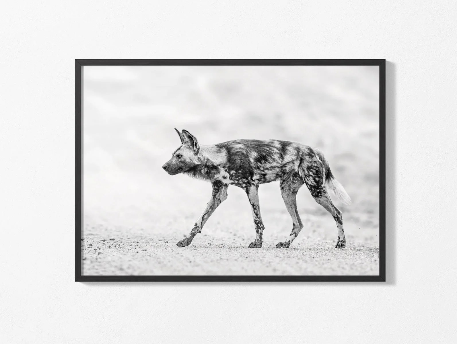 African Wild Dog, Africa