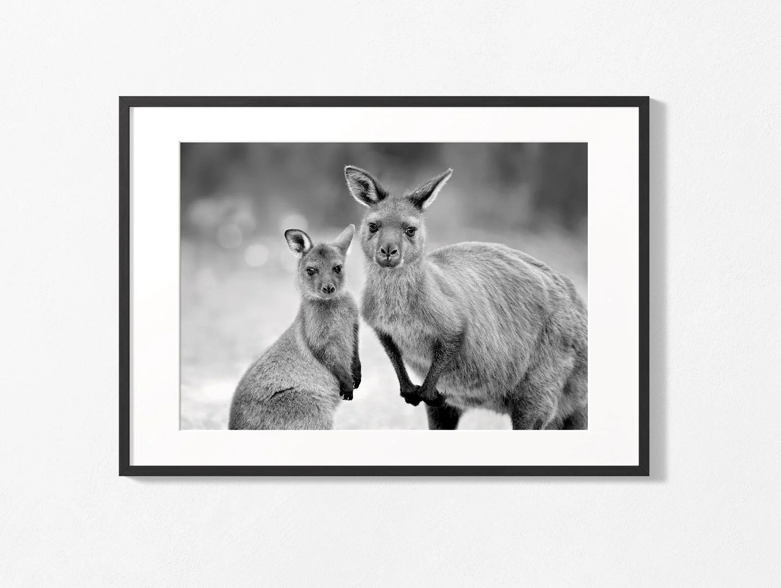 kangaroo-and-joey001-3.jpg
