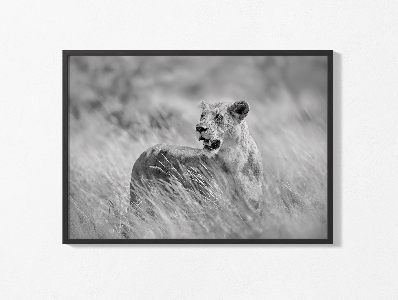 african-lion010-wall003.jpg