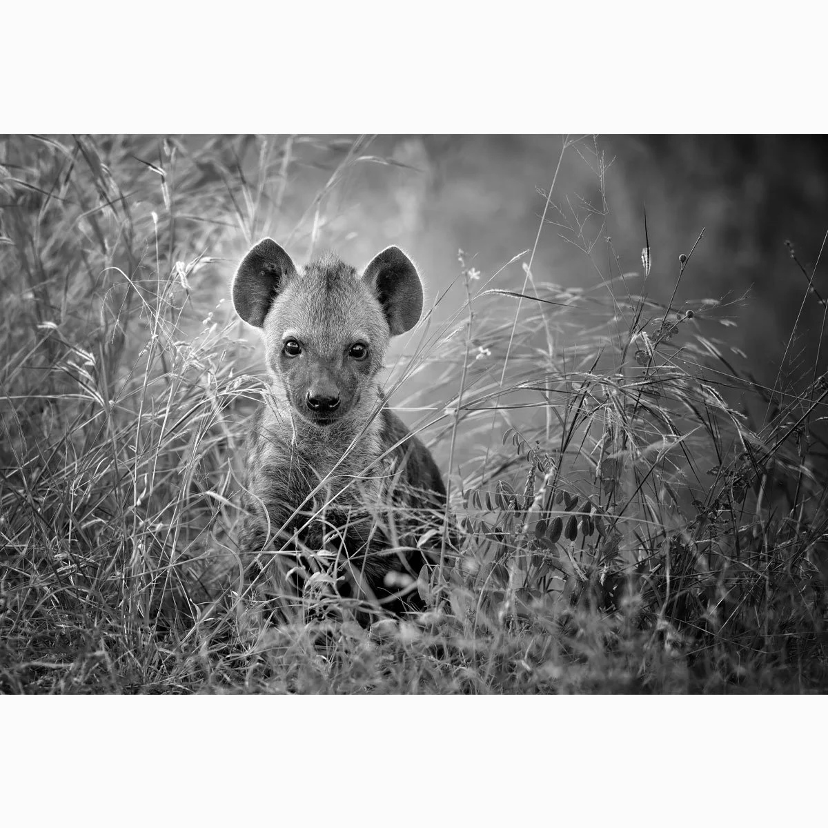 hyena008bw-001.jpg