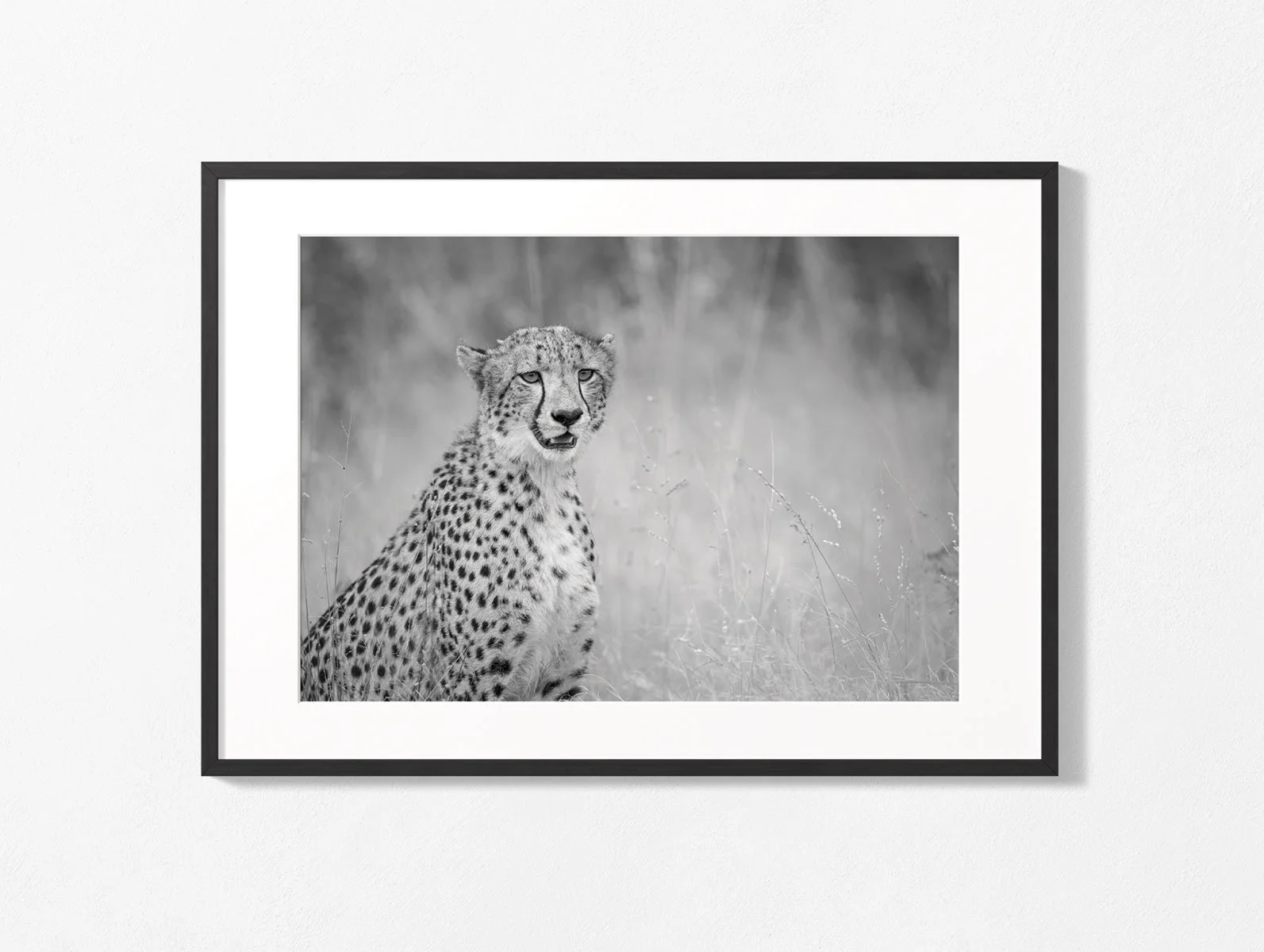 cheetah019-wall003.jpg