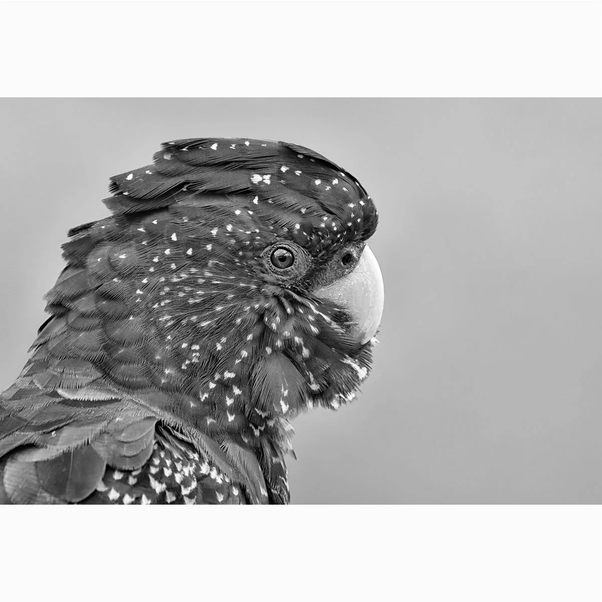 red-black-cockatoo011-4.jpg