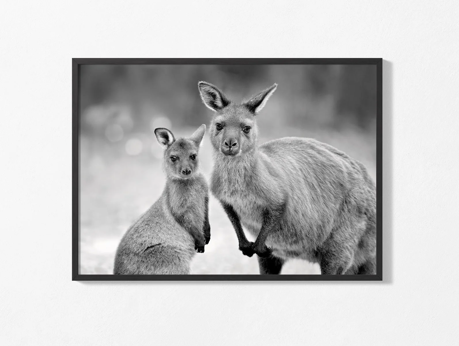 kangaroo-and-joey001-2.jpg