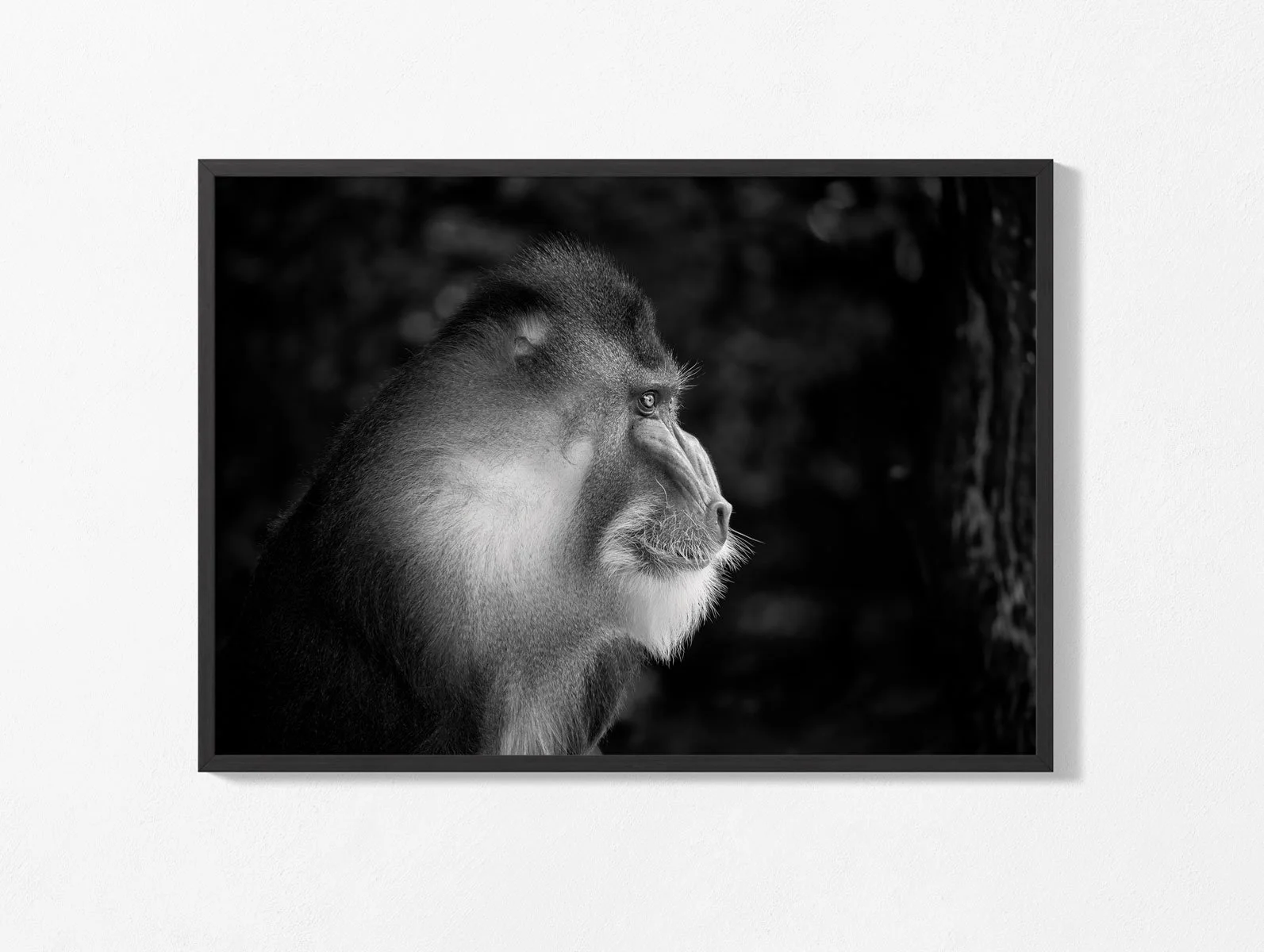mandrill004bw001.jpg