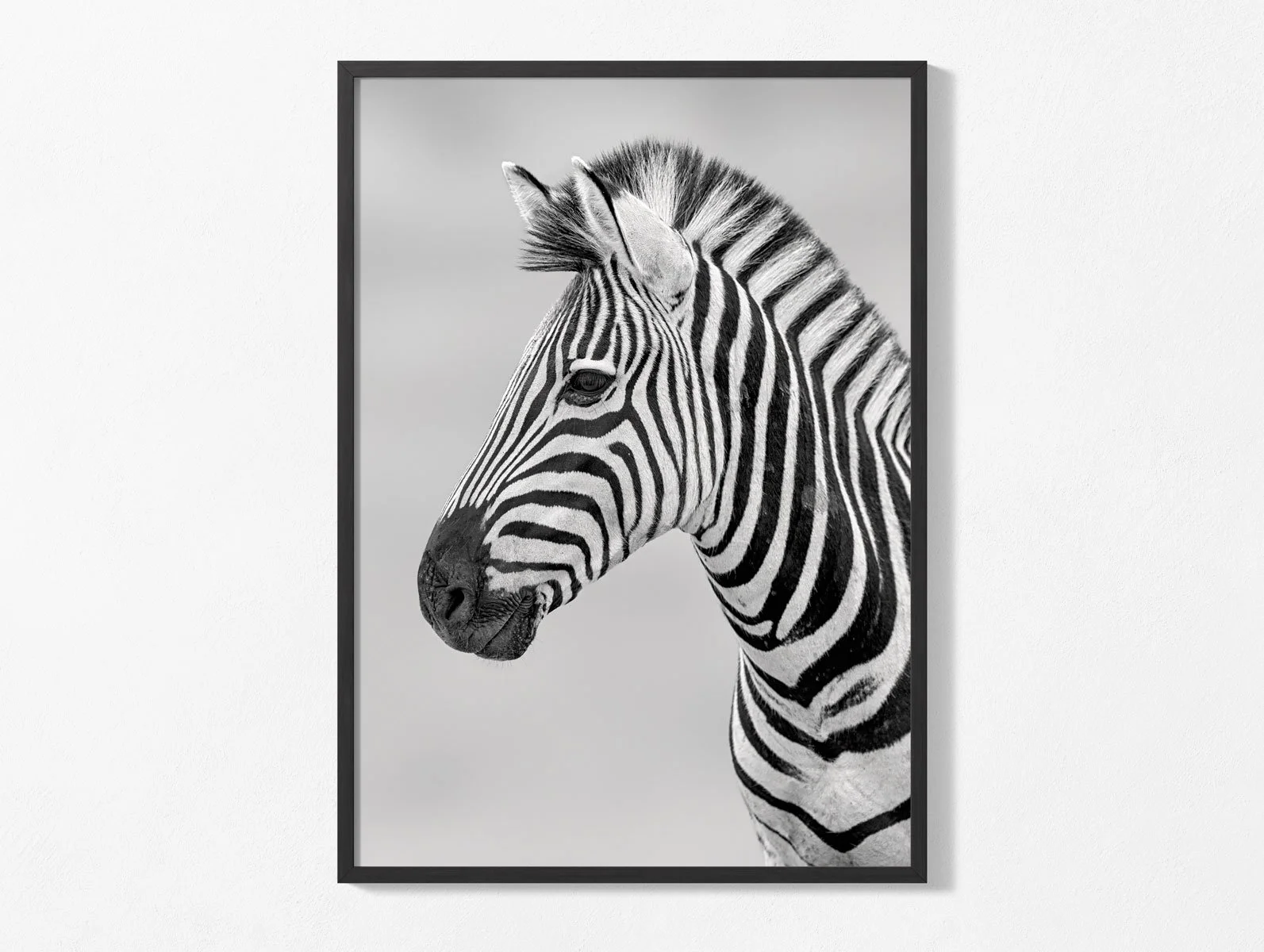 zebra-portrait008bw004.jpg