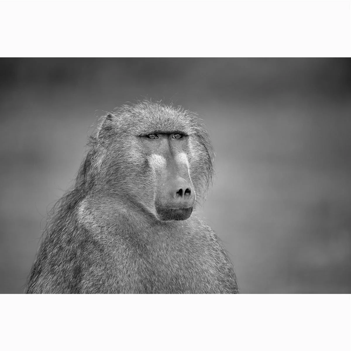 chacma-baboon009-4.jpg