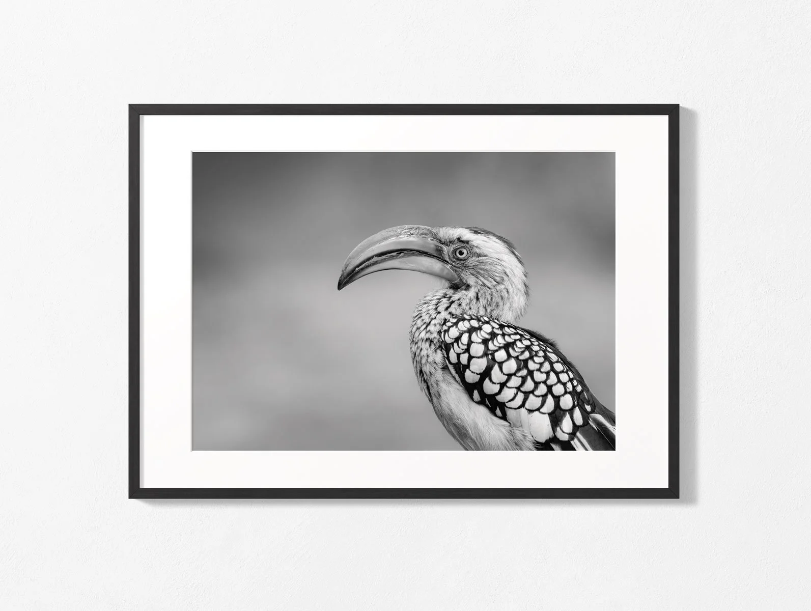 yellow-billed-hornbill-wall003.jpg