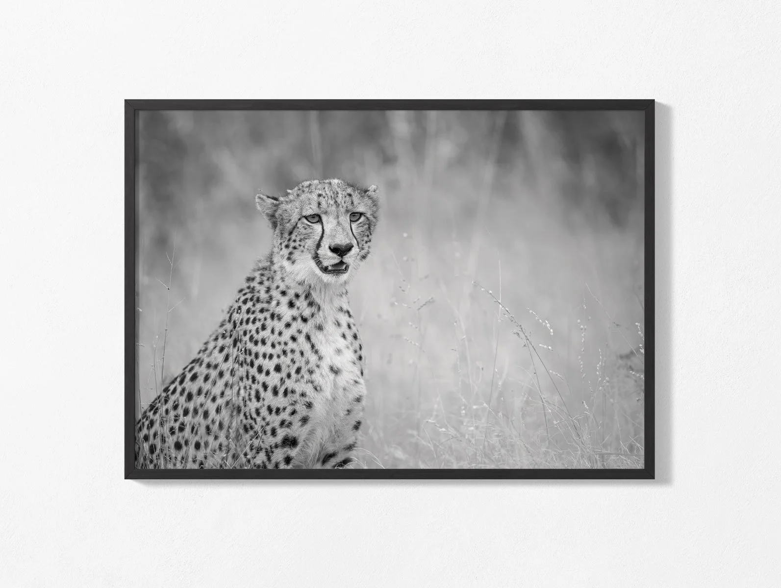 cheetah019-wall004.jpg