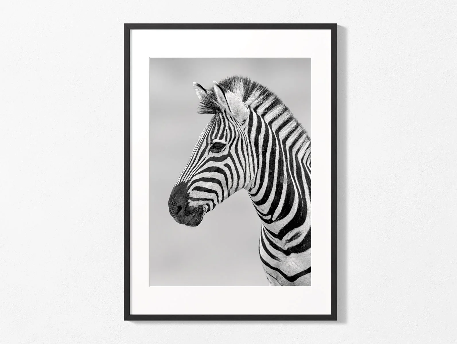 zebra-portrait008bw003.jpg
