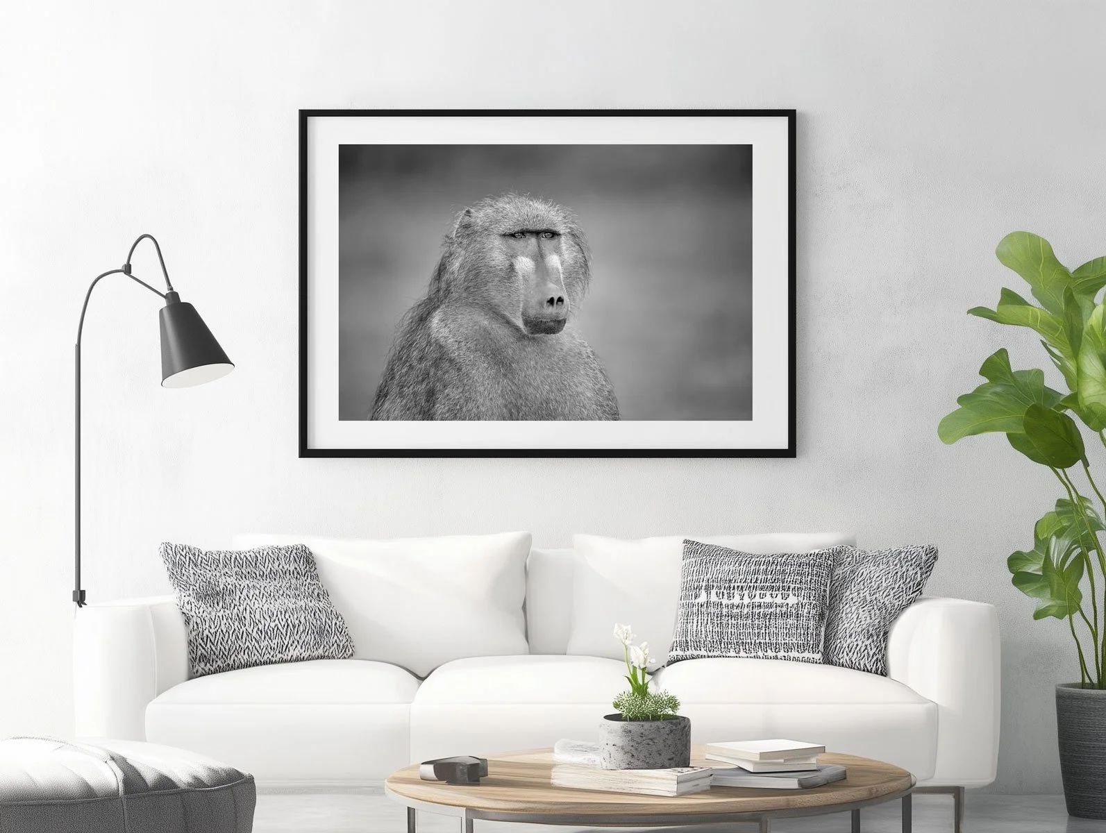 chacma-baboon009-3.jpg