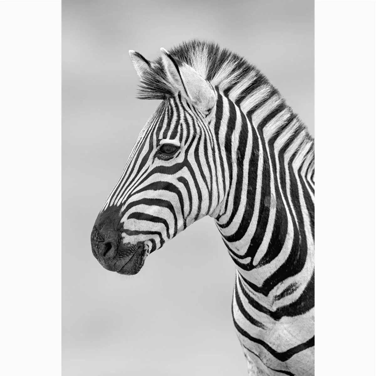 zebra-portrait008bw001.jpg