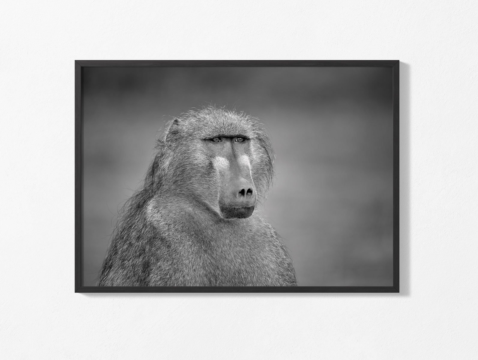 chacma-baboon009-2.jpg