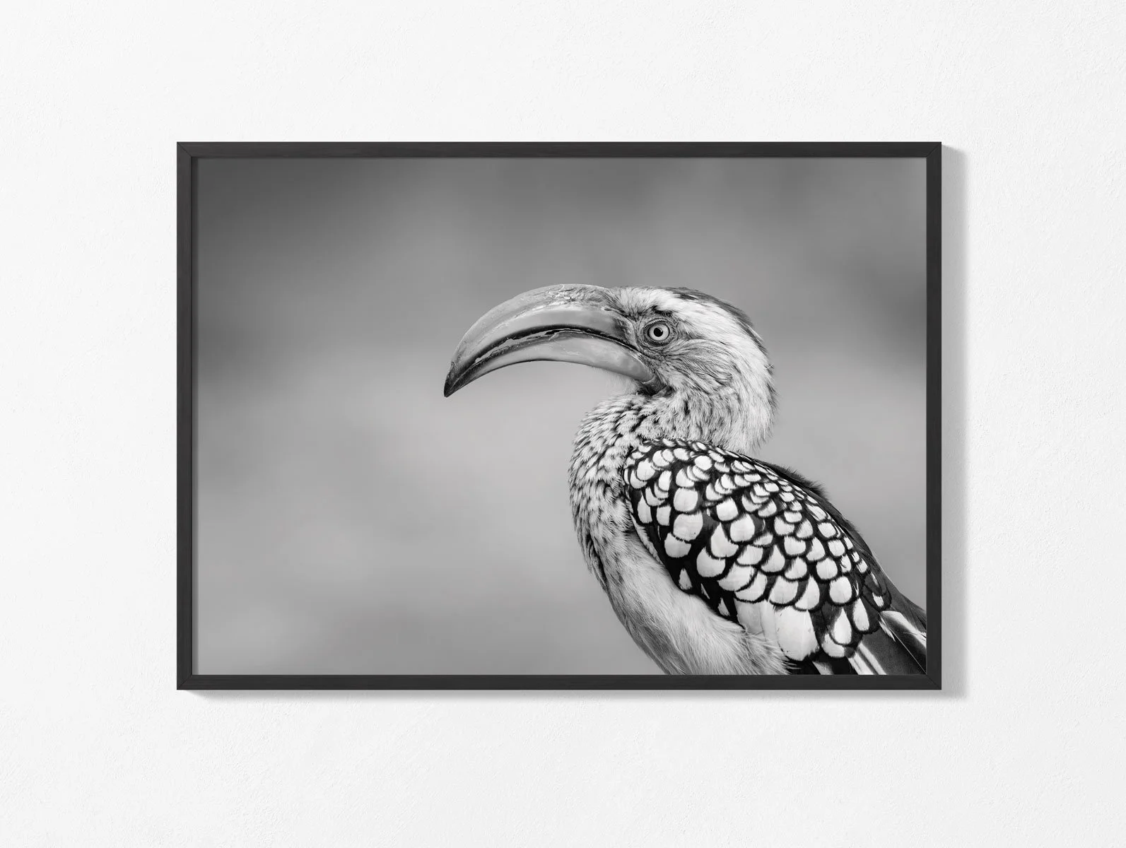 yellow-billed-hornbill-wall002.jpg