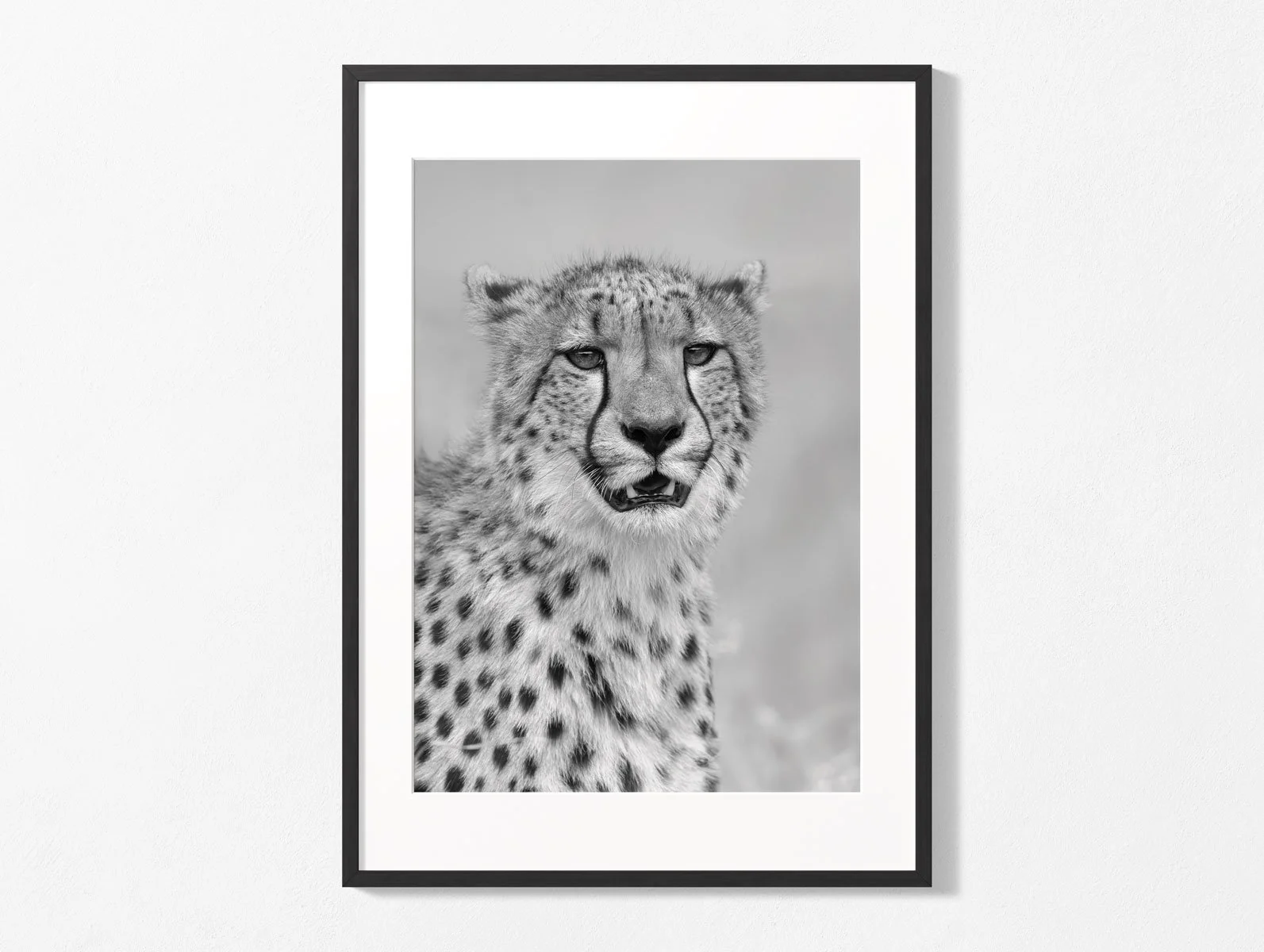 cheetah016-004.jpg
