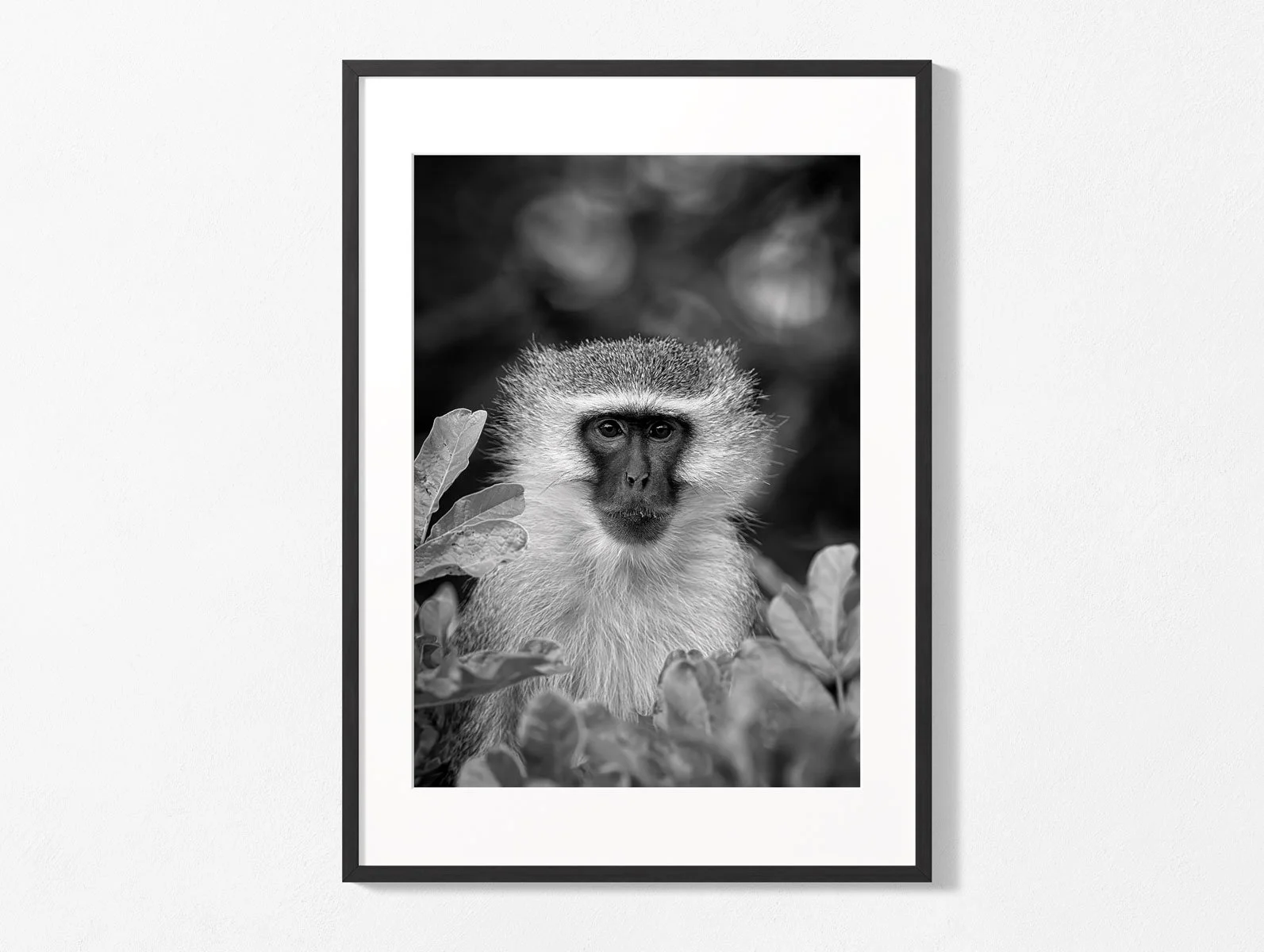vervet-monkey009-3.jpg