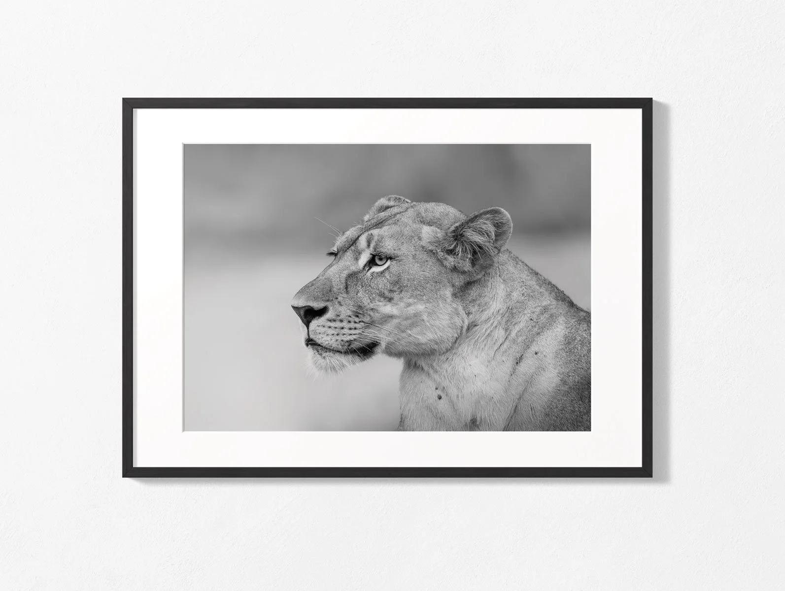 african-lionbw007-2.jpg