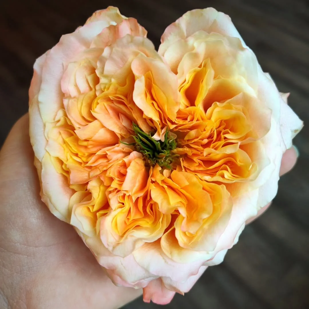 I love grapefruits, &amp; I love garden roses. I guess it's a bit predictable that these are one of my favorite gardens: Melon X-pression 🌹

Wishing you all so much love and happiness this weekend 💛

#flowerpreservation #inventoryprep #gardenroses 